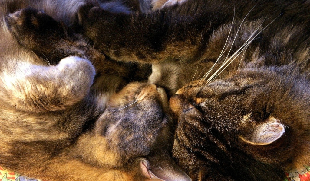 Спящая парочка