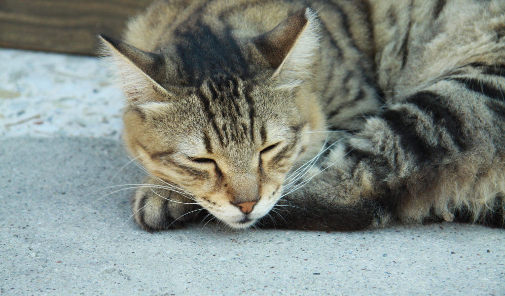 Сонный Васька