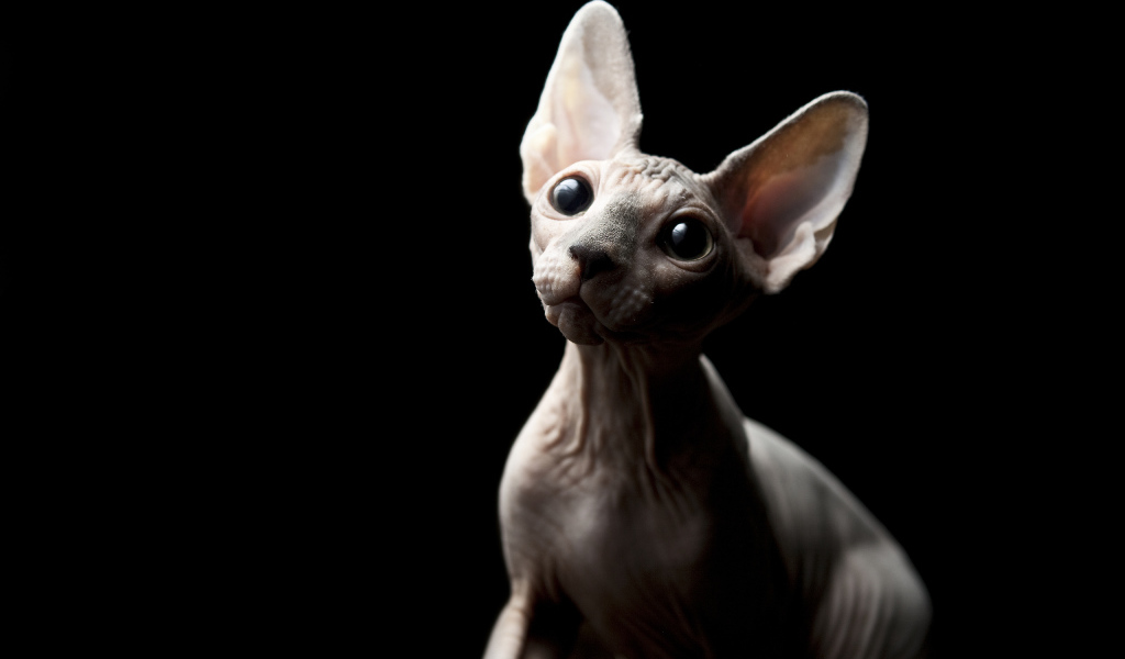 Кошка Сфинкс