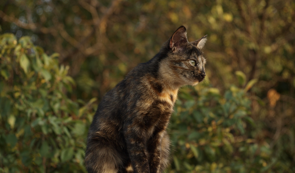 Пятнистый кот