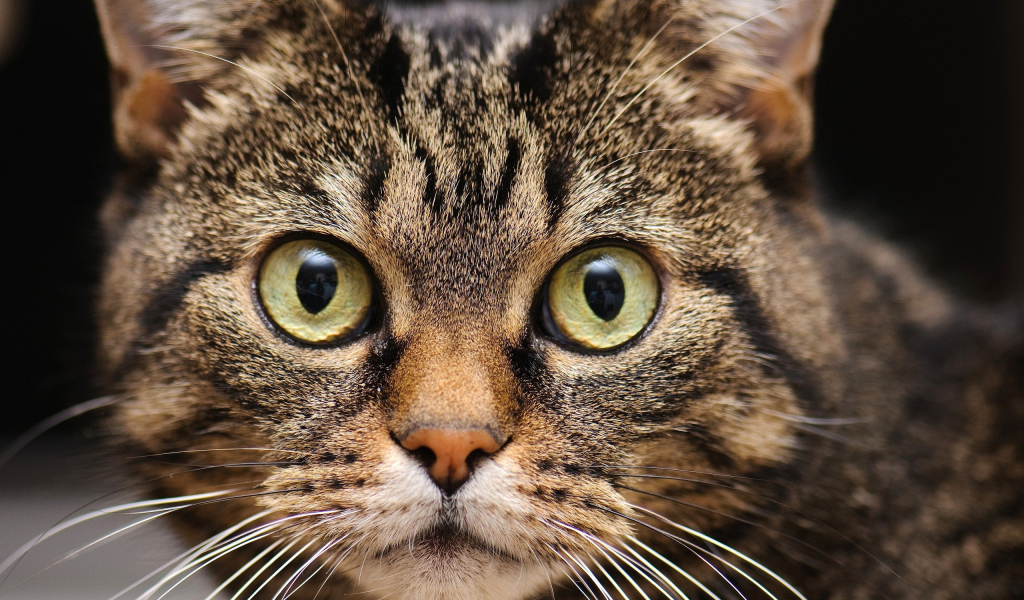 Удивленная мордашка