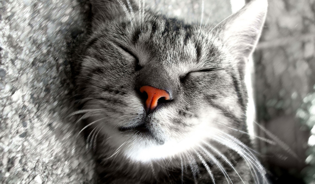 Сладкие кошачьи сны