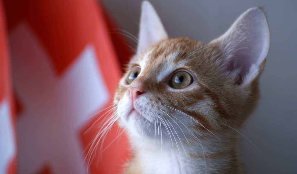 Швейцарский армейский кот