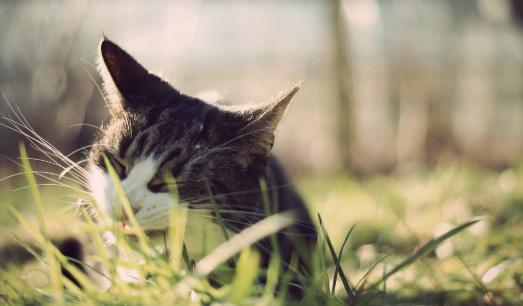 Кот ест траву