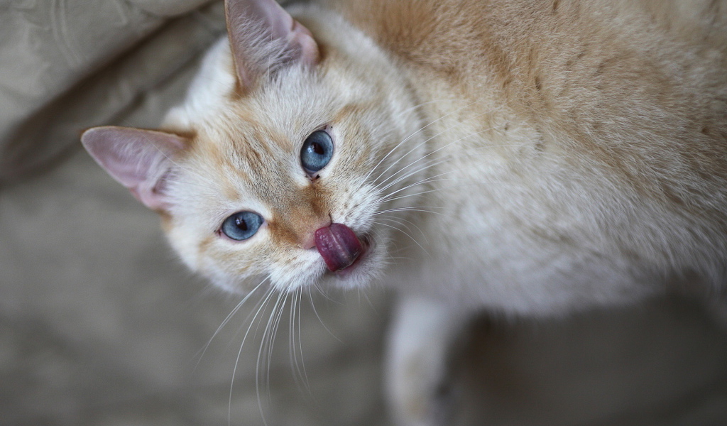 Кошачий язычок