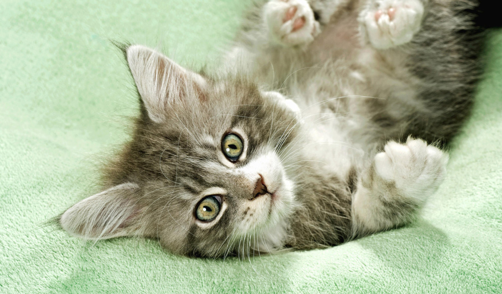 Неженка на полотенце