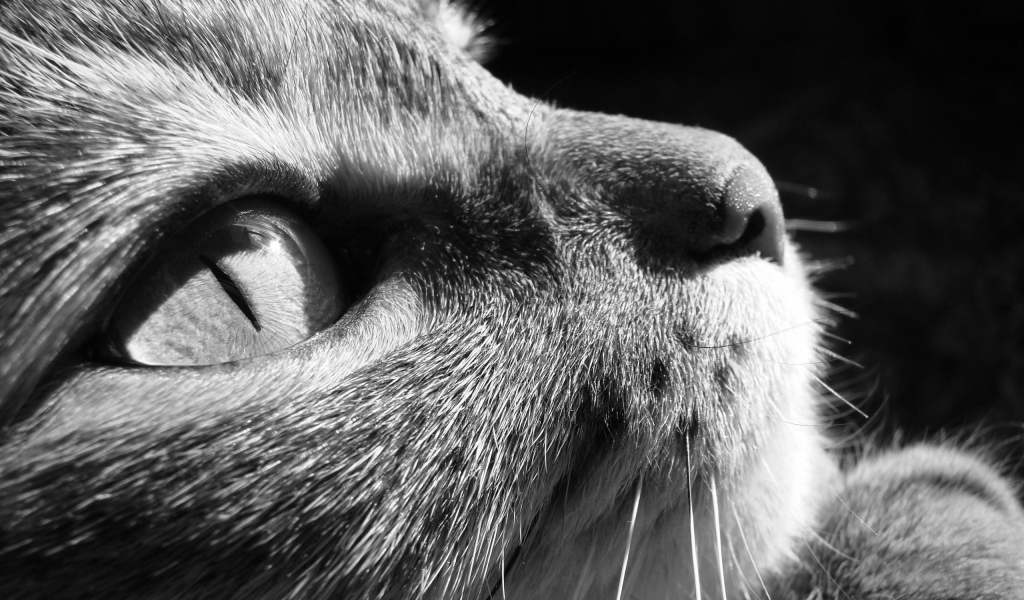 Задумчивый взгляд