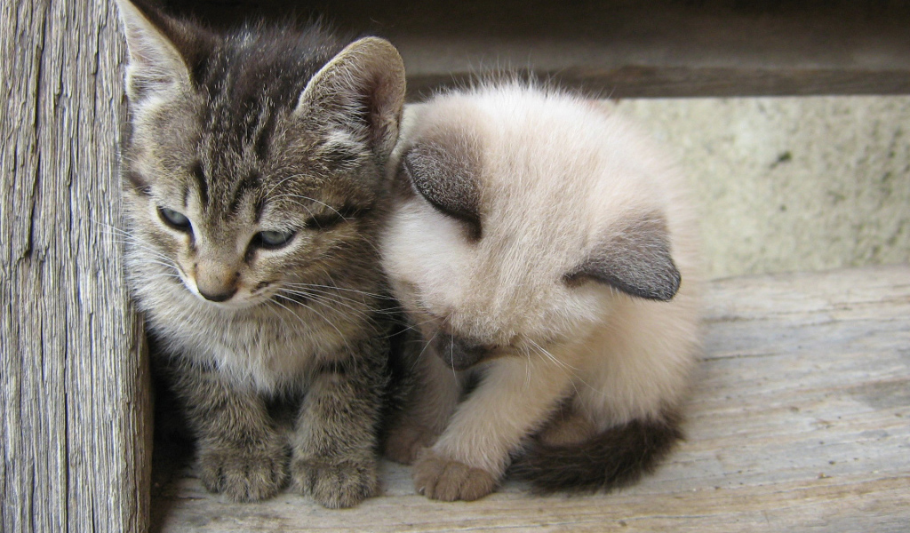 Вместе теплее