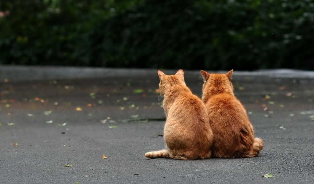 Два рыжих кота