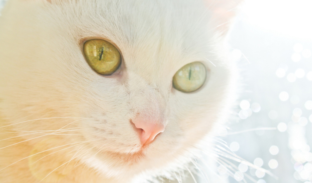 Белая кошка