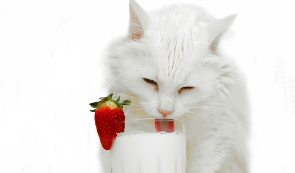 Белая кошка и молоко