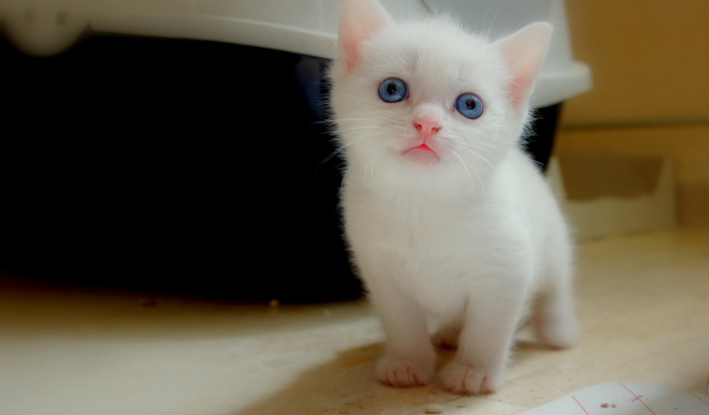 Белый котенок