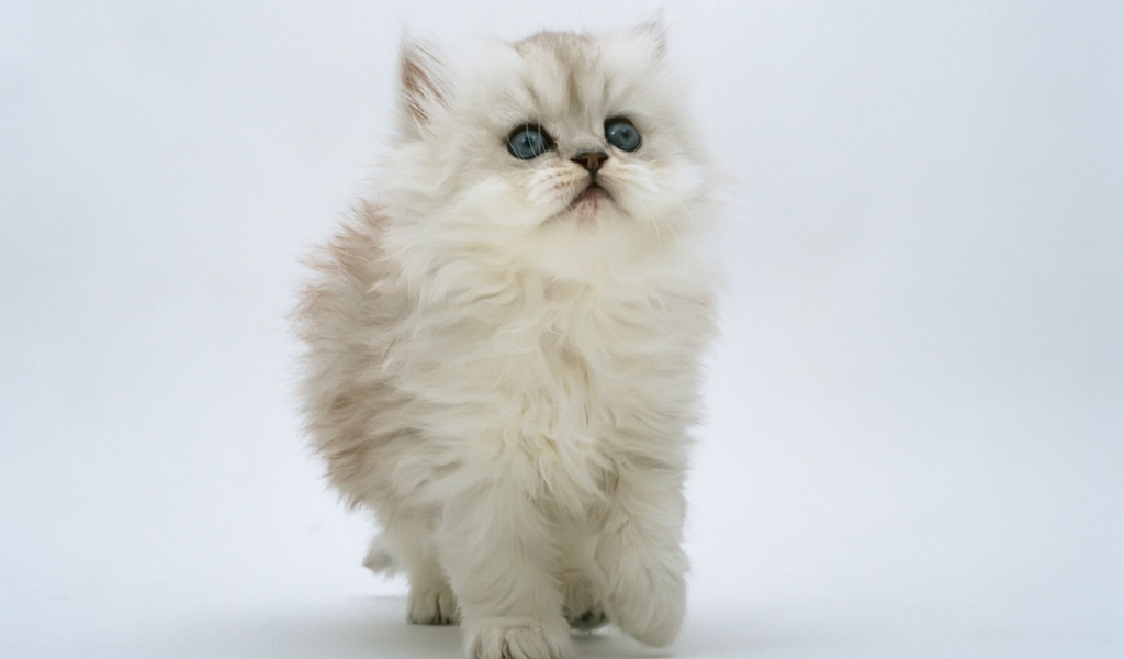 Белый пушистик