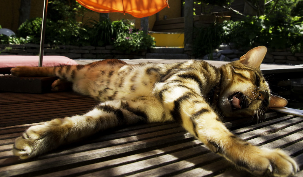 Зевающая кошка