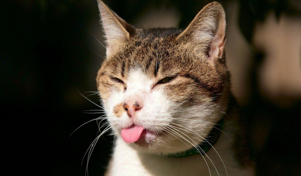 Показал язык