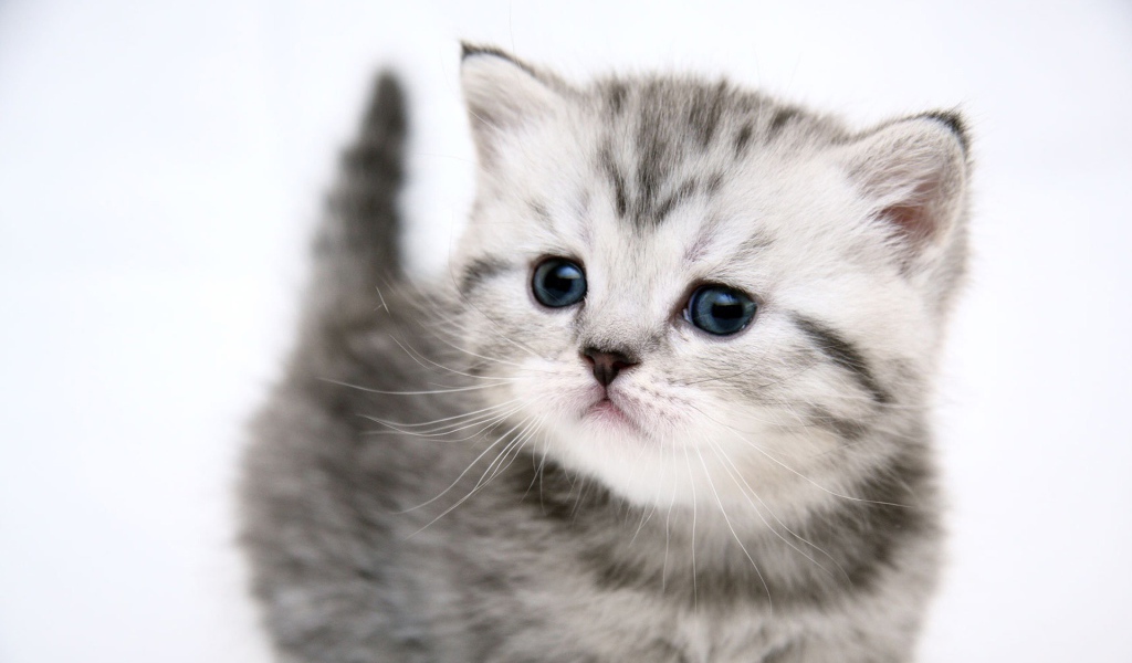 Маленький симпатичный котенок