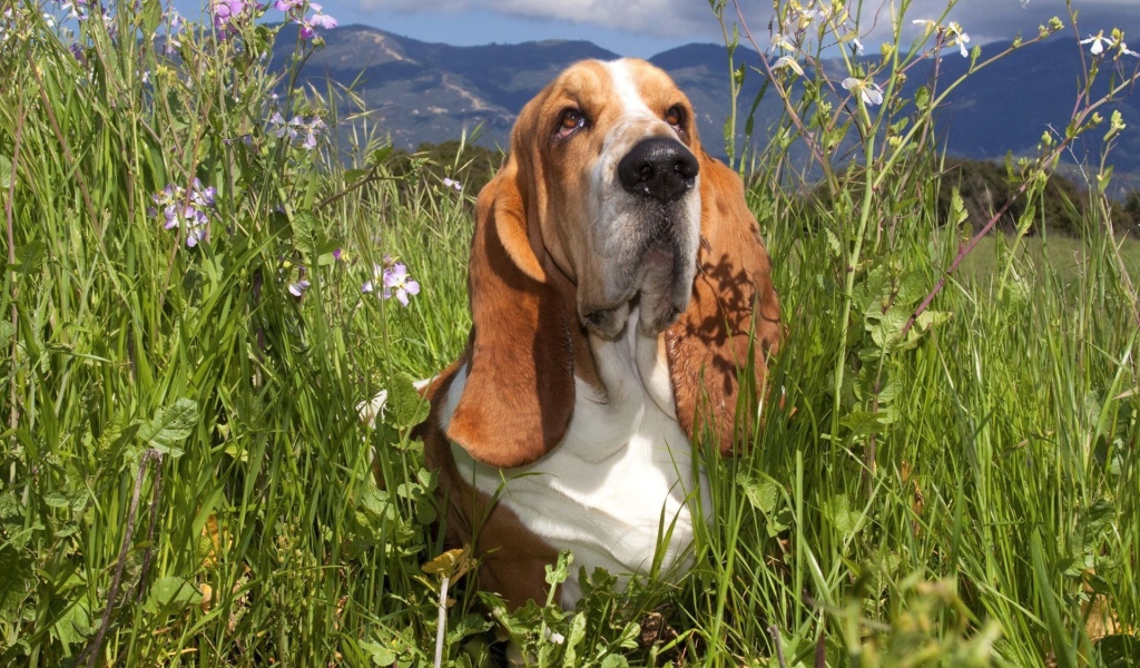 Бассет-хаунд в траве
