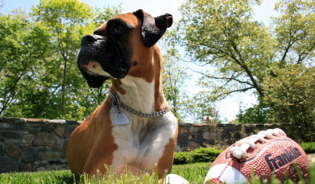 Боксер с мячом