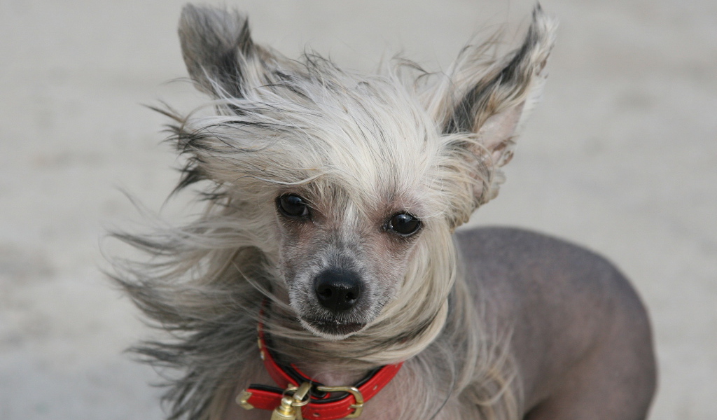 Добрый взгляд