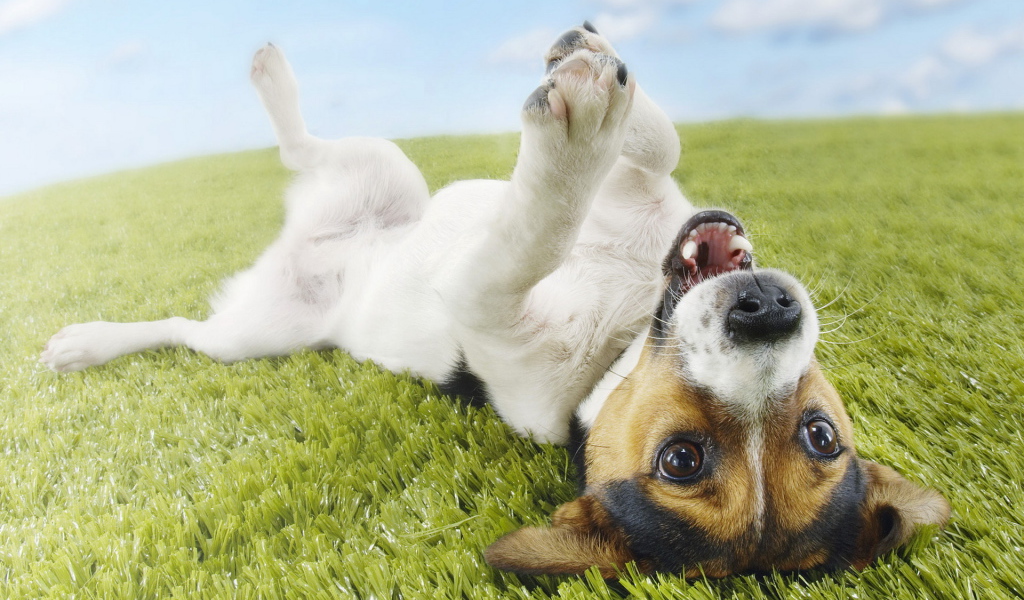 Джек-Рассел терьер