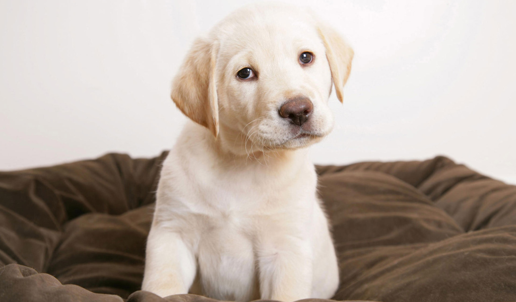 Щенок Лабрадора