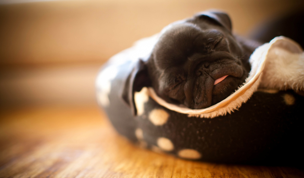 щенок Мопса