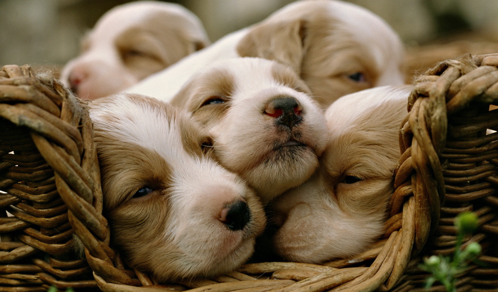 Щенки в корзинке