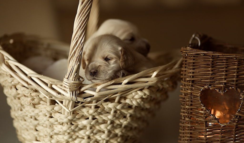 Щенки в корзине