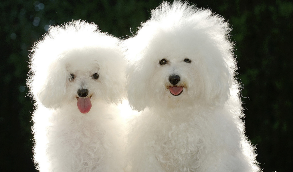 Щенки пуделя