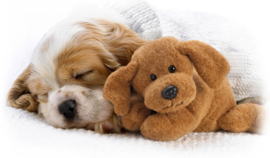 Щенок и игрушка