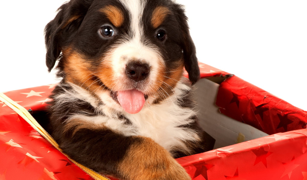 Щенок в подарок