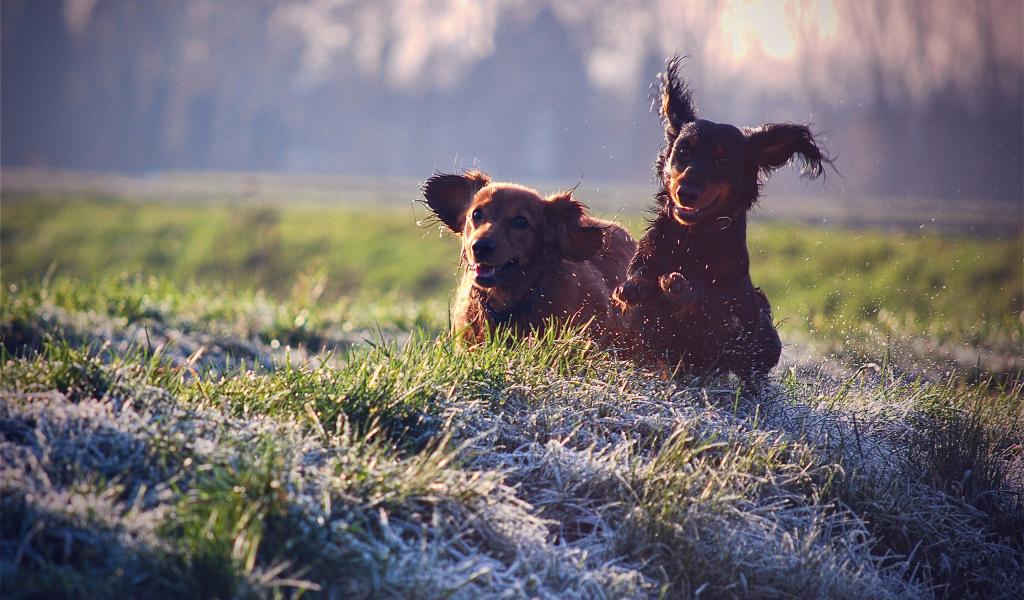 Щенячий восторг