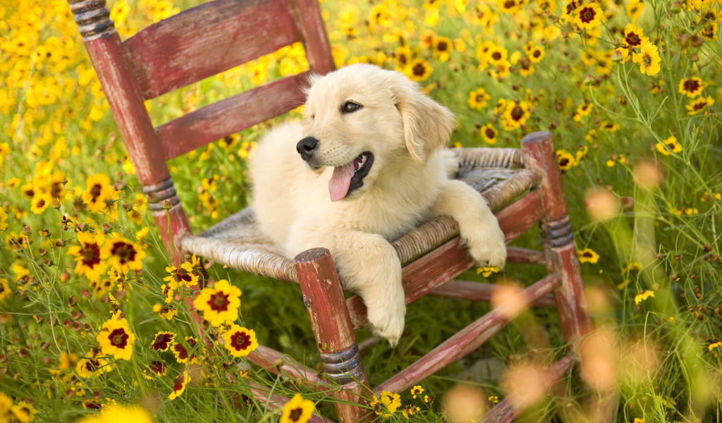 Щенок на стуле