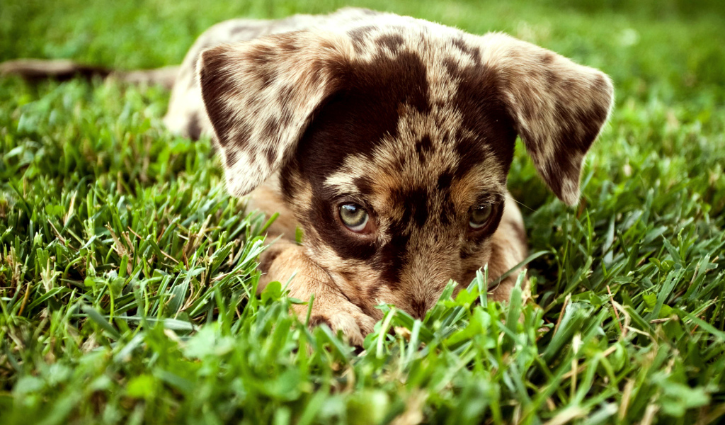Щенок в траве