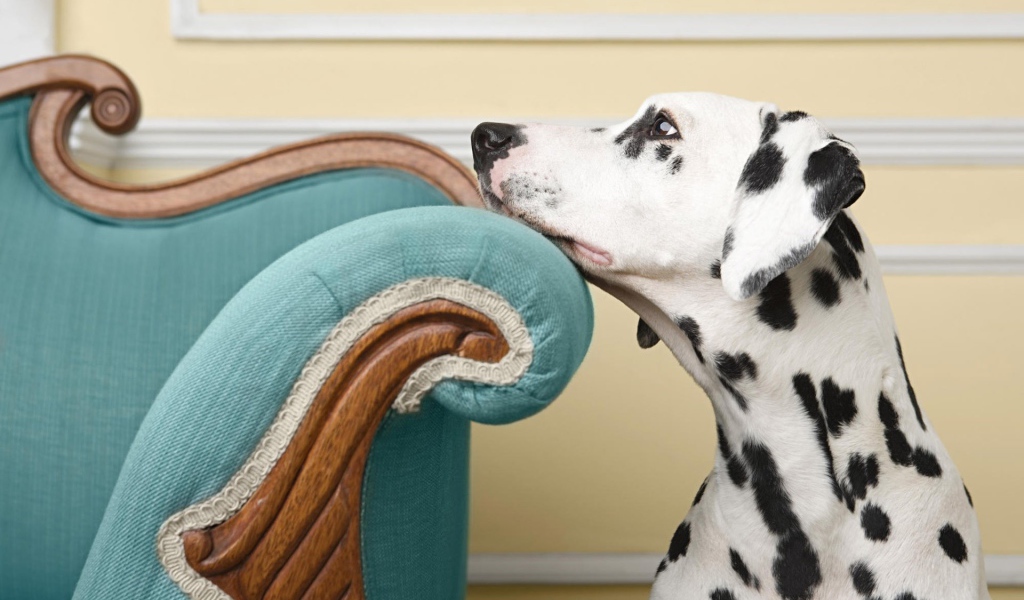 Грустный далматинец