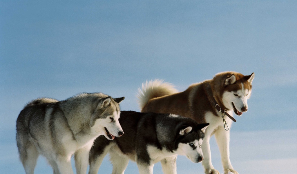 Сибирские хаски