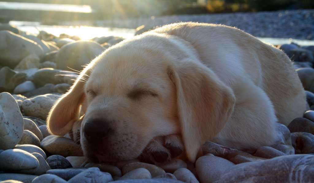 спящий Лабрадор