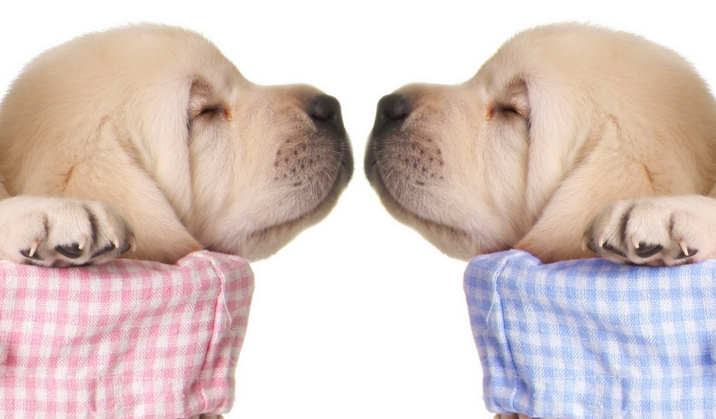 Спящие щенки