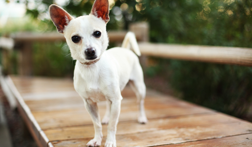 Маленькая собака