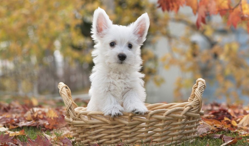 щенок Терьера