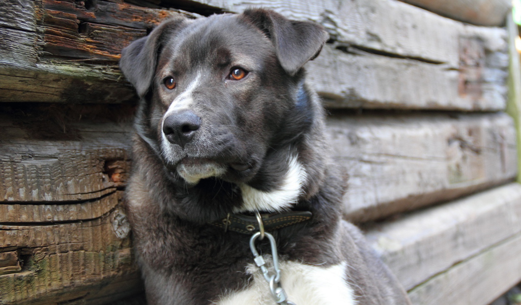 Усталый пес