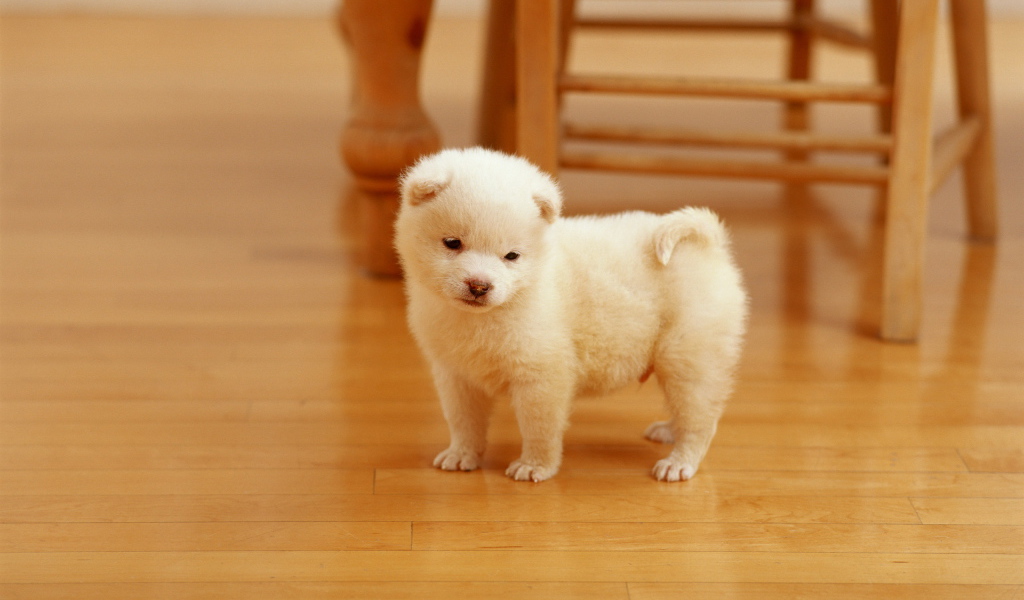Белый щенок