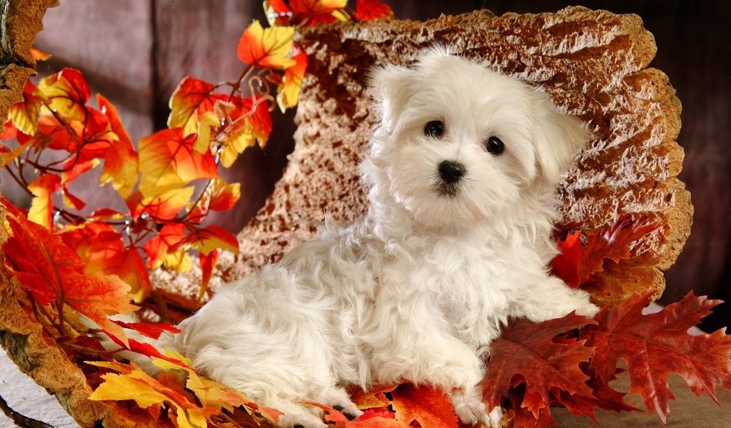 Белый щенок