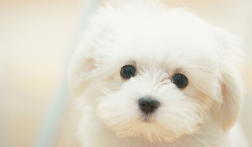 Белый щенок