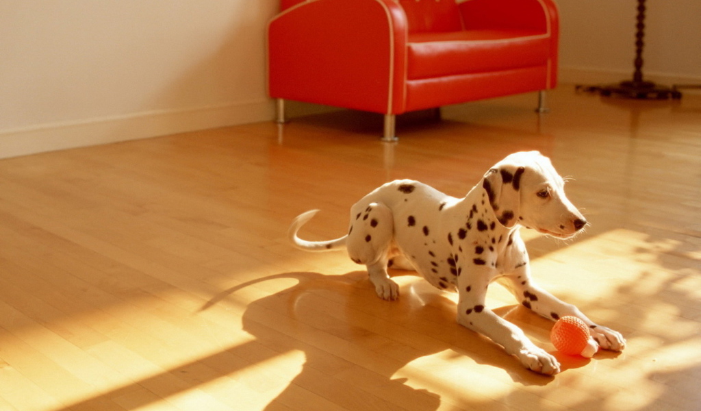 щенок Долматинца