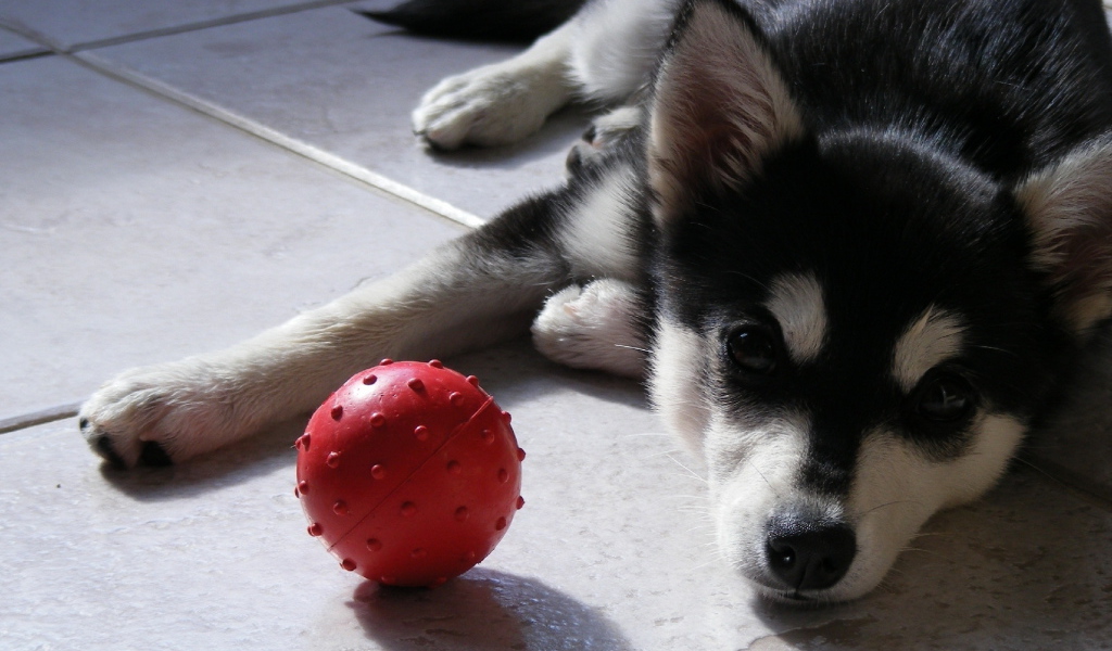 щенок Сибирского Хаски