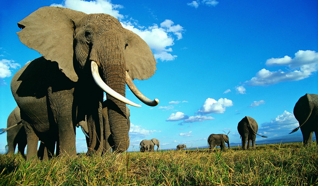 Семейство слонов