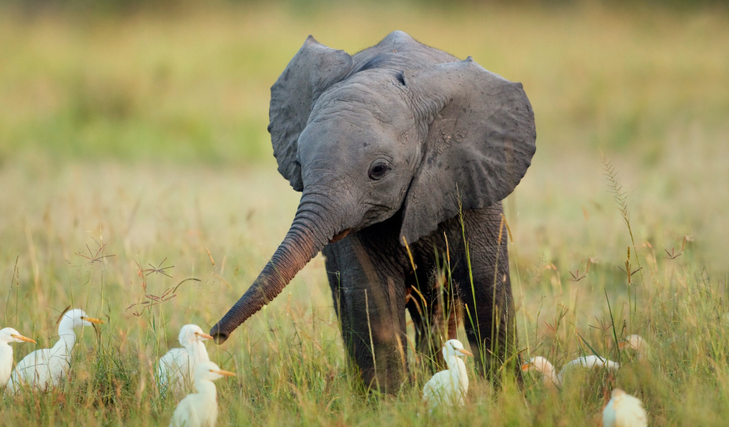 Слоненок и птицы