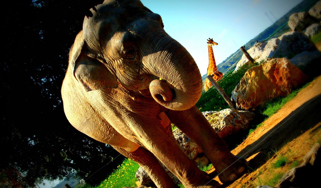 Слон в вольере