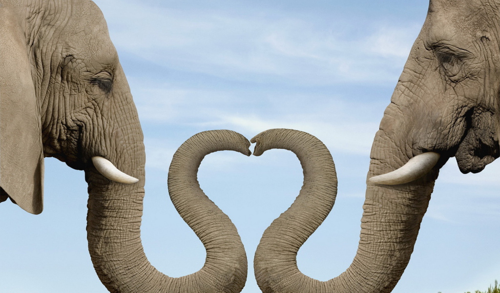 Два слона